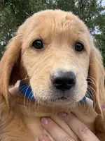Sophie, a female Golden Retriever for sale in Brooksville, FL – 3 of 5