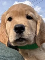 Clover, a female Golden Retriever for sale in Brooksville, FL – 4 of 5
