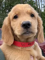 Oakley, a male Golden Retriever for sale in Brooksville, FL – 2 of 6