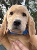 Sophie, a female Golden Retriever for sale in Brooksville, FL – 2 of 5