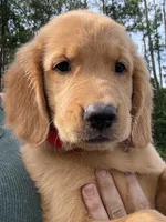 Oakley, a male Golden Retriever for sale in Brooksville, FL – 5 of 6