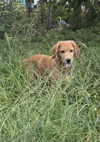 Sophie, a female Golden Retriever for sale in Brooksville, FL – 2 of 9