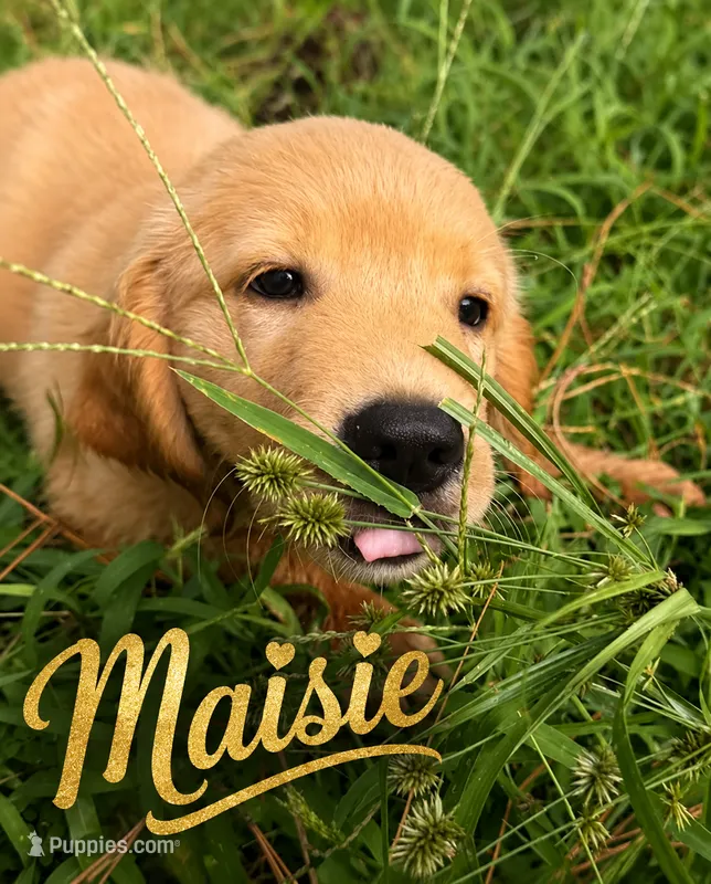 Maisie – Golden Retriever puppy for sale in Brooksville, FL