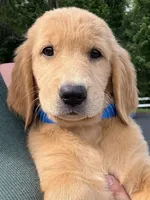 Sophie, a female Golden Retriever for sale in Brooksville, FL – 4 of 5