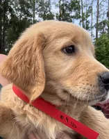 Maisie, a female Golden Retriever for sale in Brooksville, FL – 4 of 5