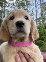 Ellie, a female Golden Retriever for sale in Brooksville, FL – 3 of 6