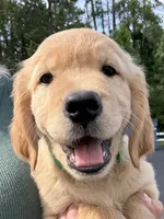 Clover, a female Golden Retriever for sale in Brooksville, FL – 2 of 5