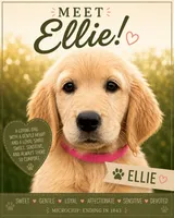 Ellie, a female Golden Retriever for sale in Brooksville, FL – 2 of 6