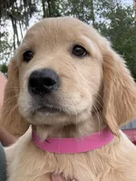 Ellie, a female Golden Retriever for sale in Brooksville, FL – 5 of 6