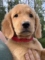 Oakley, a male Golden Retriever for sale in Brooksville, FL – 6 of 6