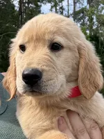 Honey, a female Golden Retriever for sale in Brooksville, FL – 3 of 6