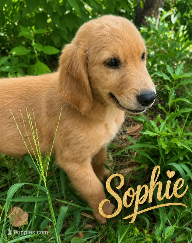Sophie – Golden Retriever puppy for sale in Brooksville, FL