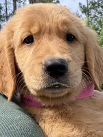 Callie, a female Golden Retriever for sale in Brooksville, FL – 4 of 5