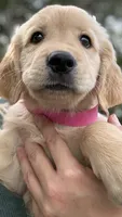 Willow, a female Golden Retriever for sale in Brooksville, FL – 2 of 4