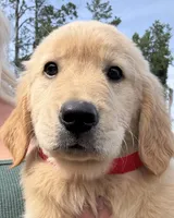Honey, a female Golden Retriever for sale in Brooksville, FL – 2 of 6