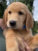 Sophie, a female Golden Retriever for sale in Brooksville, FL – 5 of 5