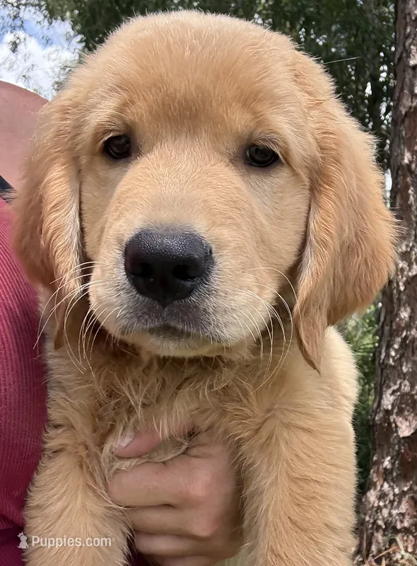 Maisie – Golden Retriever puppy for sale in Brooksville, FL