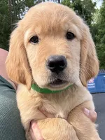 Clover, a female Golden Retriever for sale in Brooksville, FL – 5 of 5