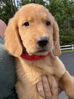 Oakley, a male Golden Retriever for sale in Brooksville, FL – 3 of 6