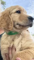 Bella, a female Golden Retriever for sale in Brooksville, FL – 5 of 6