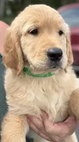 Bella, a female Golden Retriever for sale in Brooksville, FL – 4 of 6