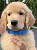 Biscuit, a male Golden Retriever for sale in Brooksville, FL – 3 of 4