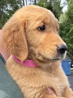 Callie, a female Golden Retriever for sale in Brooksville, FL – 2 of 5