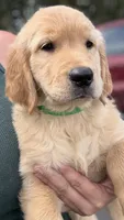Bella, a female Golden Retriever for sale in Brooksville, FL – 3 of 6