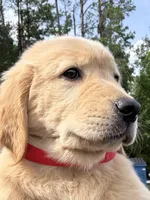 Honey, a female Golden Retriever for sale in Brooksville, FL – 6 of 6