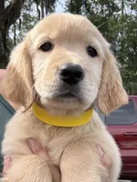 Molly, a female Golden Retriever for sale in Brooksville, FL – 4 of 5