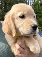 Molly, a female Golden Retriever for sale in Brooksville, FL – 3 of 5