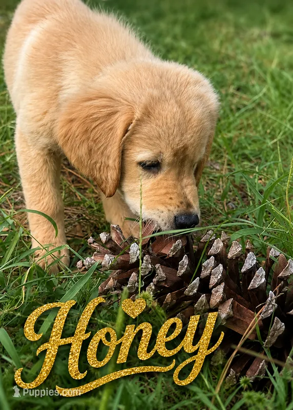 Honey – Golden Retriever puppy for sale in Brooksville, FL