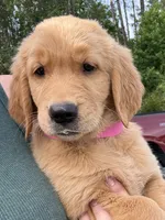 Callie, a female Golden Retriever for sale in Brooksville, FL – 3 of 5