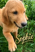 Sophie, a female Golden Retriever for sale in Brooksville, FL – 5 of 9