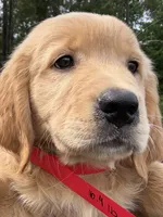 Maisie, a female Golden Retriever for sale in Brooksville, FL – 3 of 5