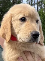 Honey, a female Golden Retriever for sale in Brooksville, FL – 4 of 6