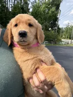 Callie, a female Golden Retriever for sale in Brooksville, FL – 5 of 5