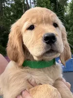 Clover, a female Golden Retriever for sale in Brooksville, FL – 3 of 5