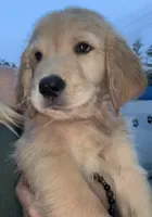 Willow, a female Golden Retriever for sale in Brooksville, FL – 4 of 4