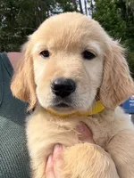 Molly, a female Golden Retriever for sale in Brooksville, FL – 5 of 5