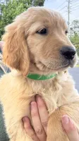 Bella, a female Golden Retriever for sale in Brooksville, FL – 6 of 6