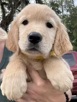 Molly, a female Golden Retriever for sale in Brooksville, FL – 2 of 5