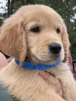 Biscuit, a male Golden Retriever for sale in Brooksville, FL – 2 of 4