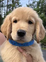 Biscuit, a male Golden Retriever for sale in Brooksville, FL – 4 of 4