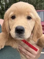 Maisie, a female Golden Retriever for sale in Brooksville, FL – 2 of 5