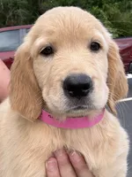 Ellie, a female Golden Retriever for sale in Brooksville, FL – 4 of 6