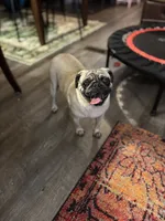 Female Pug, a female Pug for sale in Greeneville, TN – 5 of 7