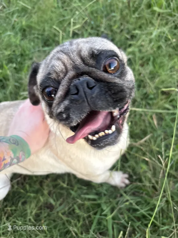 Female Pug – Pug puppy for sale in Greeneville, TN