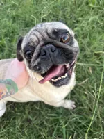 Female Pug, a female Pug for sale in Greeneville, TN – 1 of 7
