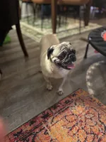 Female Pug, a female Pug for sale in Greeneville, TN – 2 of 7